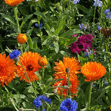 Load image into Gallery viewer, Wildflowers, Annual Garden Seed Packets
