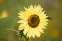 Load image into Gallery viewer, Sunflower, Heirloom Garden Seed Packet