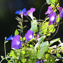Load image into Gallery viewer, Morning Glory, Heirloom Garden Seed Packet