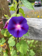 Load image into Gallery viewer, Morning Glory, Heirloom Garden Seed Packet