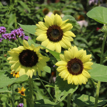 Load image into Gallery viewer, Sunflower, Heirloom Garden Seed Packet