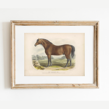 Load image into Gallery viewer, British Bay Horse Art Print