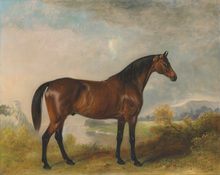 Load image into Gallery viewer, Bay Horse in a Field Antique Art Print: 8x10