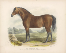 Load image into Gallery viewer, British Bay Horse Art Print