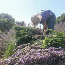 Load image into Gallery viewer, Blue Corn Mint Soap