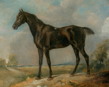 Load image into Gallery viewer, Black Riding Horse Antique Art Print
