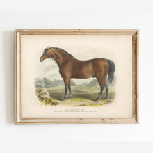 Load image into Gallery viewer, British Bay Horse Art Print
