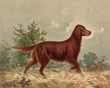 Load image into Gallery viewer, Flatcoated Retriever Antique Art Print: 5x7
