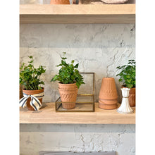 Load image into Gallery viewer, Potted Plant in Terra Cotta Pot
